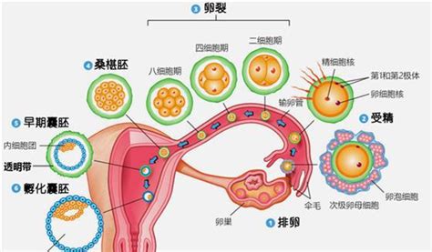唐筛检查