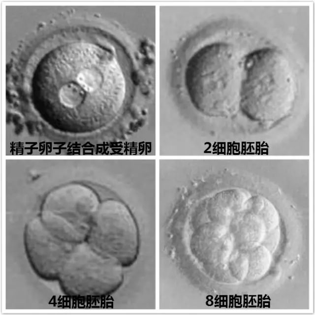 四十岁女人