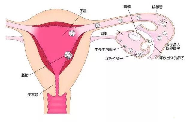 国家三级心理咨询师证书
