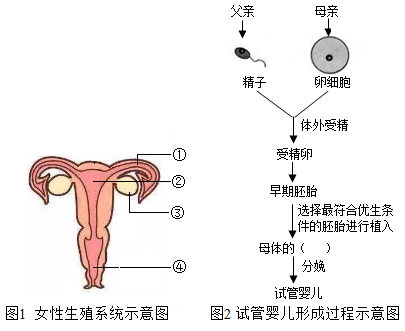经期