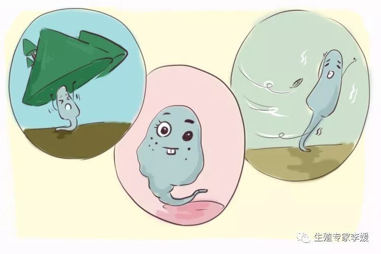 囊胚着床出血