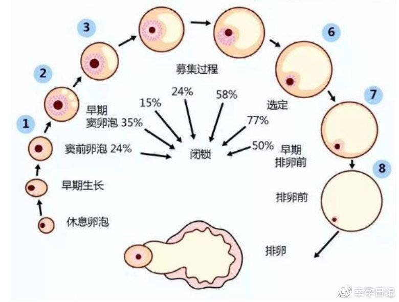 试管婴儿技术