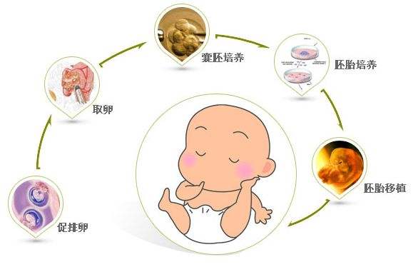精卵不结合