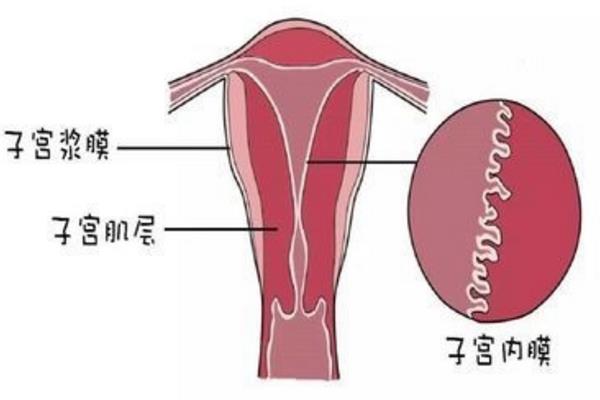 女性不排卵
